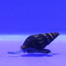 MOLLUSCS Snail Assassin