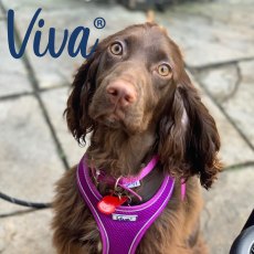 ANCOL Viva Collar Purple 28-36cm Size 3