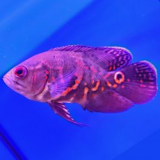 CICHLID Tiger Oscar Assorted