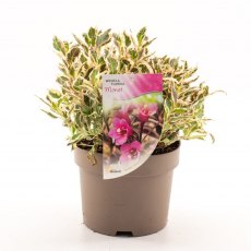 Weigela florida 'Monet'  3L