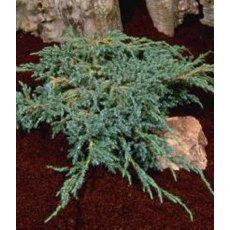 Juniperus squamata 'Blue Carpet'  3L