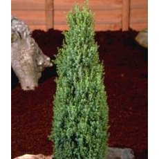 Juniperus communis 'Compressa'  3L