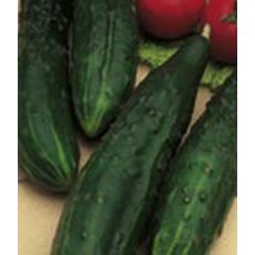 Cucumber 'Burpless Tasty Green'  9cm
