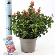 Leucothoe axillaris 'Curly Red'   2L Leucothoe axillaris 'Curly Red'   2L