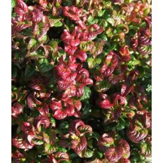 Leucothoe axillaris 'Curly Red'   2L Leucothoe axillaris 'Curly Red'   2L