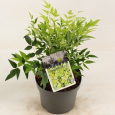Nandina domestica 'Lemon and Lime'   2L Nandina domestica 'Lemon and Lime'   2L