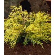 Chamaecyparis pisifera 'Filifera aurea'  3L