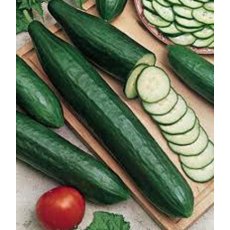 Cucumber 'Femspot'   8.5cm/9cm