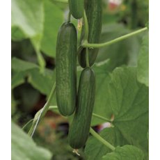 Cucumber Pasandra (Mini)  9cm