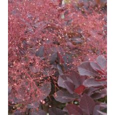 Cotinus coggygria 'Royal Purple'   3L Cotinus coggygria 'Royal Purple'   3L