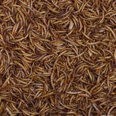 JOHNSTON & JEFF Dried Mealworms   200g JOHNSTON & JEFF Dried Mealworms   200g