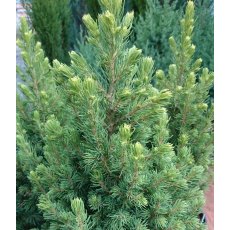 Picea glauca 'Rainbow's End'   3L