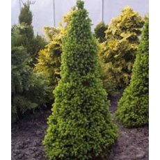 Picea glauca var. 'Albertina conica'  3L
