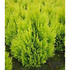 Thuja plicata 'Goldy'  3L