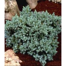 Juniperus squamata 'Blue Star'  3L
