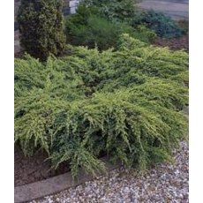 Juniperus squamata 'Holger'  3L