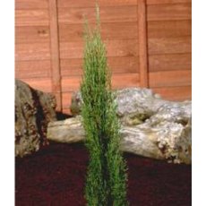 Cupressus sempervirens 'Totem Pole'  3L