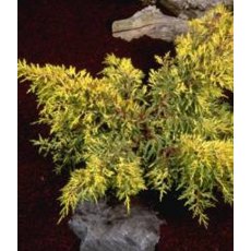 Juniperus x pfitzeriana 'Carbery Gold'  3L