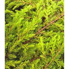 Juniperus communis 'Goldschatz'  3L