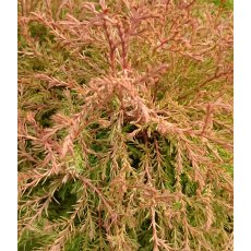 Thuja occidentalis 'Fire Chief'   3L