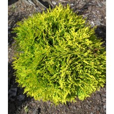 Thuja occidentalis 'Mirjam'  3L