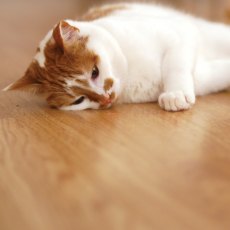 JOLLY MOGGY Laser Cat Toy