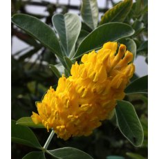 Argyrocytisus battandireri   3L Argyrocytisus battandireri   3L