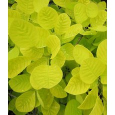 Cotinus coggygria 'Golden Spirit'   3L Cotinus coggygria 'Golden Spirit'   3L