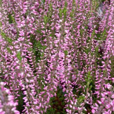 GARDEN GIRLS Calluna vulgaris 'Lena'   9cm GARDEN GIRLS Calluna vulgaris 'Lena'   9cm