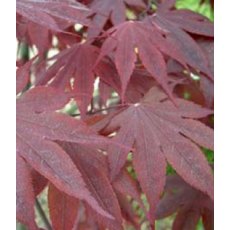 Acer palmatum 'Bloodgood'   3L