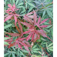 Acer palmatum 'Jerre Schwartz'   3L Acer palmatum 'Jerre Schwartz'   3L