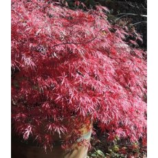 Acer palmatum var. dissectum 'Firecracker'   3L Acer palmatum var. dissectum 'Firecracker'   3L