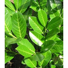 Prunus laurocerasus 'Rotundifolia'   6.5L