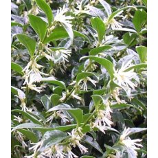 Sarcococca confusa  2L Sarcococca confusa  2L