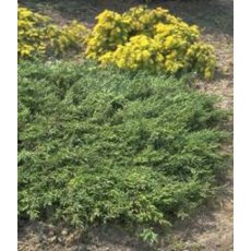 Juniperus communis 'Repanda'  3L