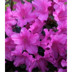 EVERGREEN AZALEA 'Blue Danube'   2L