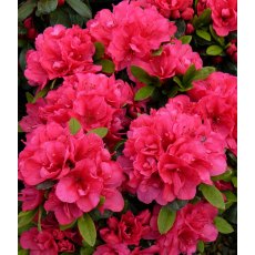 EVERGREEN AZALEA 'Canzonetta'   2L EVERGREEN AZALEA 'Canzonetta'   2L