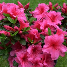 EVERGREEN AZALEA 'Chipmunk'   2L EVERGREEN AZALEA 'Chipmunk'   2L