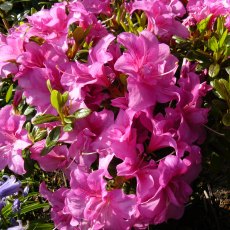 EVERGREEN AZALEA 'Flower Arranger'  2L EVERGREEN AZALEA 'Flower Arranger'  2L