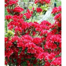 EVERGREEN AZALEA 'George Arends'    2L EVERGREEN AZALEA 'George Arends'    2L