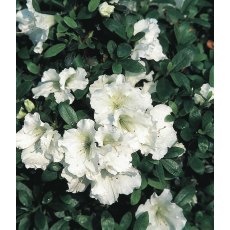 EVERGREEN AZALEA 'Gumpo White'   2L EVERGREEN AZALEA 'Gumpo White'   2L