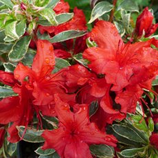 EVERGREEN AZALEA 'Hotshot Variegated'   2L EVERGREEN AZALEA 'Hotshot Variegated'   2L