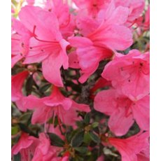 EVERGREEN AZALEA 'Madame Van Hecke'   2L EVERGREEN AZALEA 'Madame Van Hecke'   2L