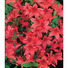 EVERGREEN AZALEA 'Marilee'   2L EVERGREEN AZALEA 'Marilee'   2L