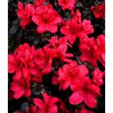 EVERGREEN AZALEA 'Maruschka'   2L EVERGREEN AZALEA 'Maruschka'   2L
