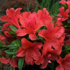 EVERGREEN AZALEA 'Nakaharai Orange'   2L EVERGREEN AZALEA 'Nakaharai Orange'   2L