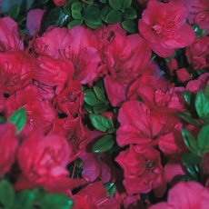 EVERGREEN AZALEA 'Purple Cushion'  2L EVERGREEN AZALEA 'Purple Cushion'  2L