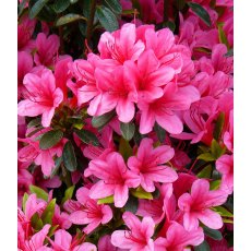 EVERGREEN AZALEA 'Sylvester'  2L EVERGREEN AZALEA 'Sylvester'  2L
