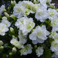 EVERGREEN AZALEA 'Snow Pearl'   2L EVERGREEN AZALEA 'Snow Pearl'   2L