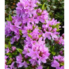 EVERGREEN AZALEA 'Tit Willow'   2L EVERGREEN AZALEA 'Tit Willow'   2L